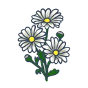 カモミール